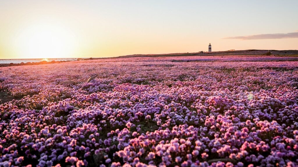 Tips på bröllopsplatser i Falkenbergs natur!