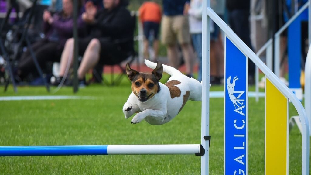 Agility-SM till Jönköping 2026